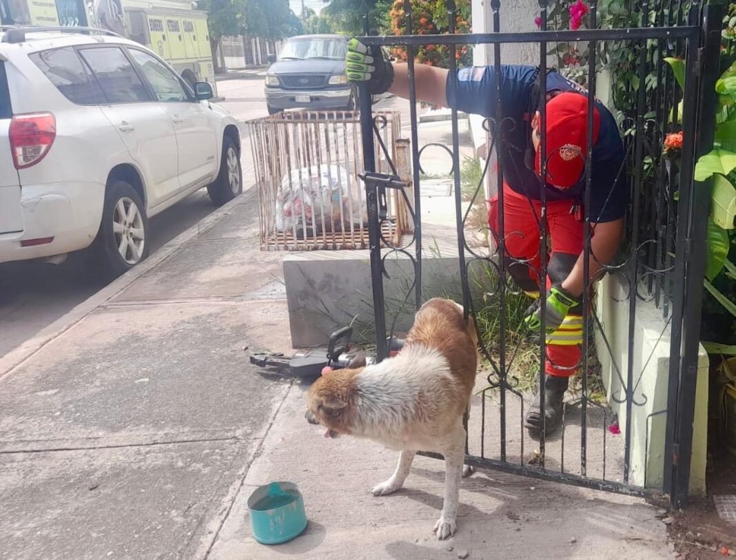 bombero_ayuda_a_perro