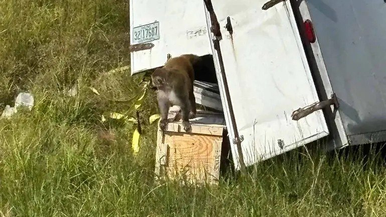 mono_infectado_coronavirus_herpes