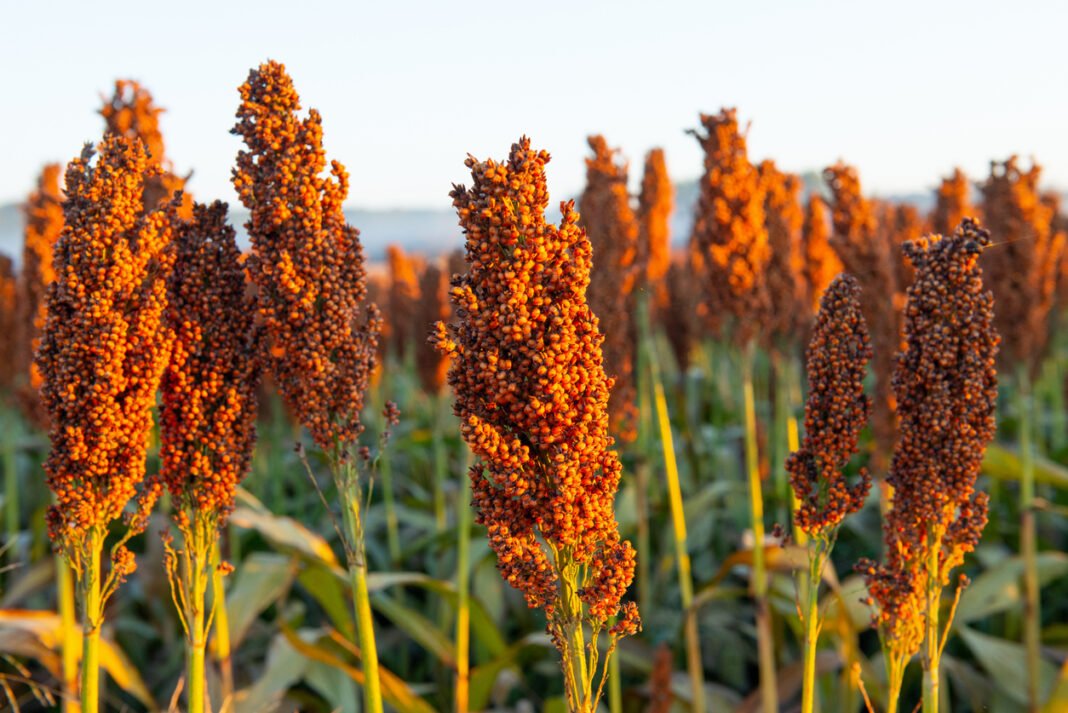 sorgo_sinaloa