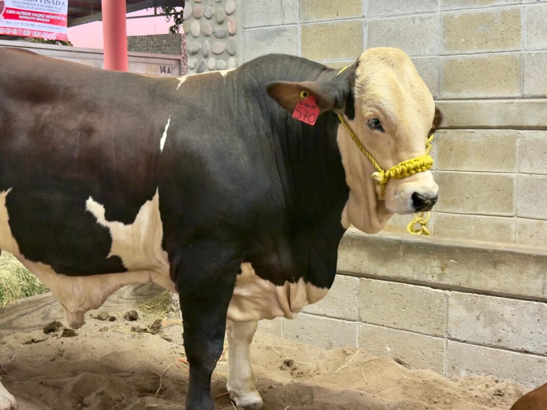 Feria-ganadera-sinaloa