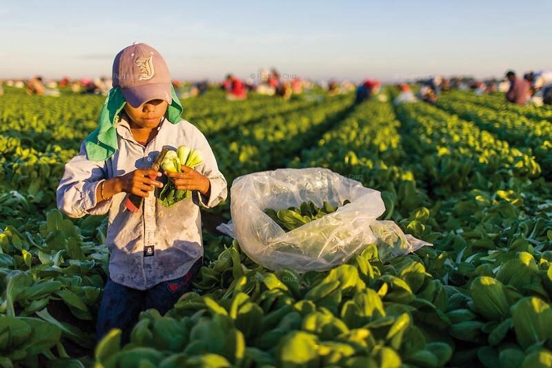 Jornaleros_agrícolas_campo