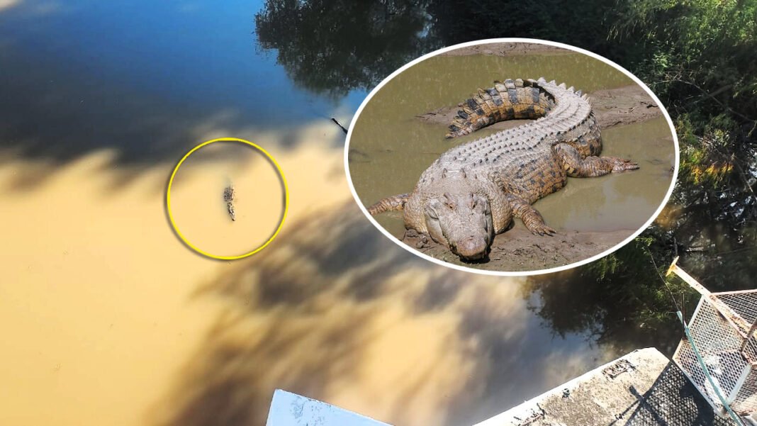 cocodrilo_culiacan copia