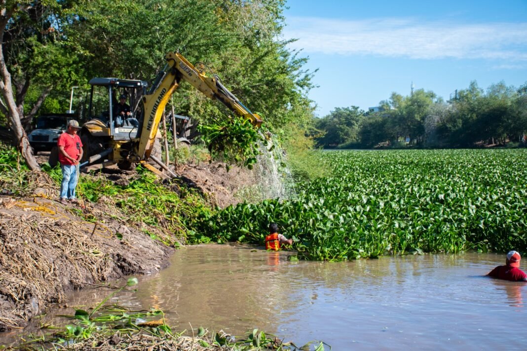 Ayuntamiento_lirioacuático_culiacán