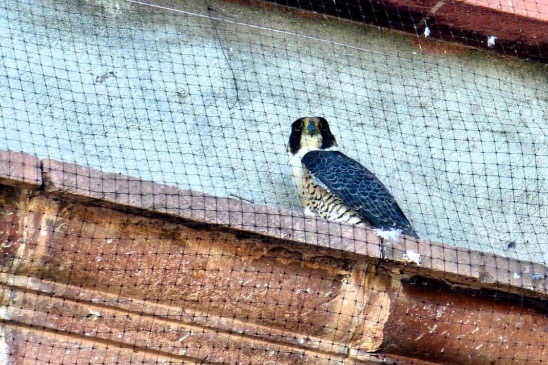 halcon-red-iglesia-santuario-principal