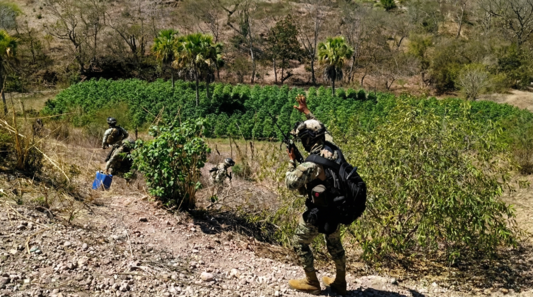 marina-mariguana-plantío-sinaloa