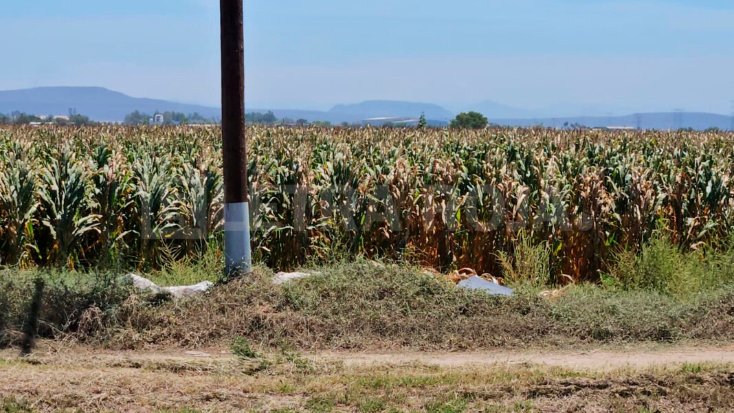muerto-maizal-bachigualatito