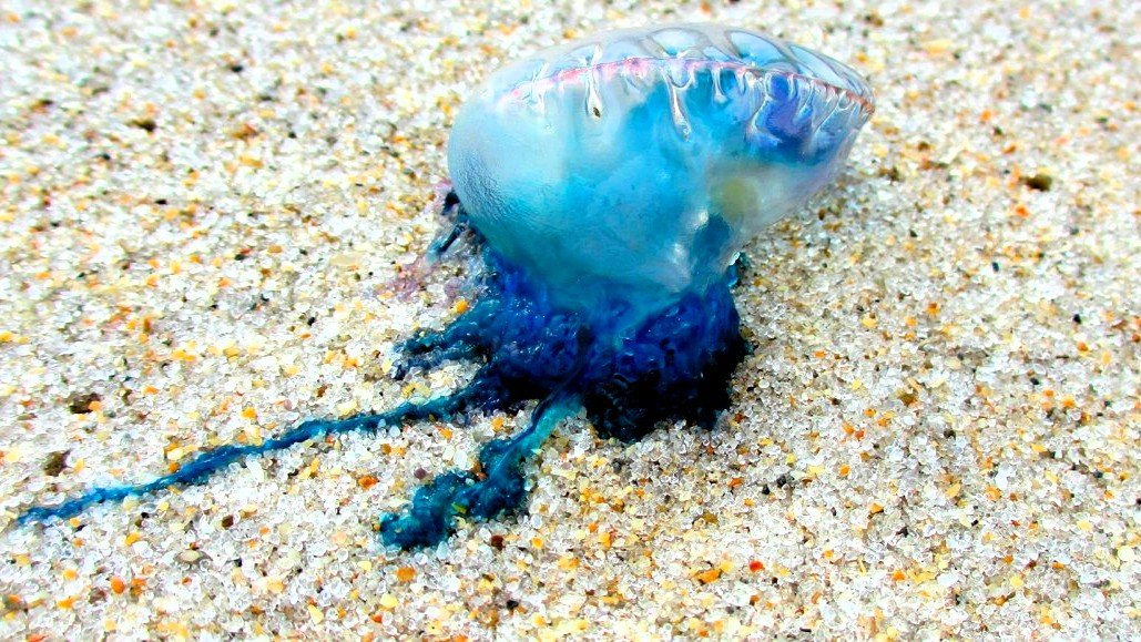 quemador-en-la-arena-de-la-playa