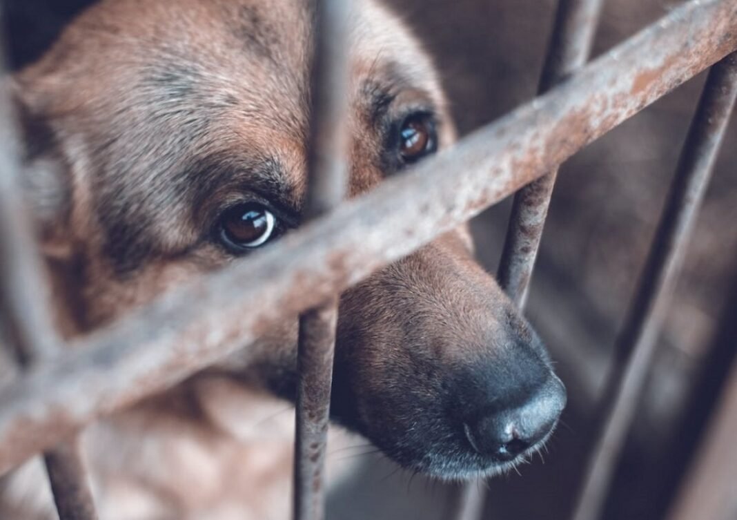 maltrato_animal