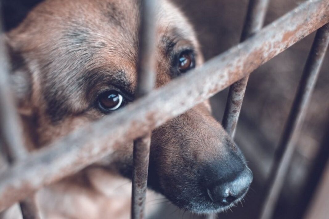 maltrato_animal