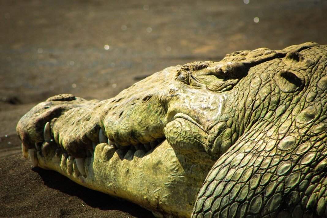 Detailed close-up of a Nile crocodile resting on sandy terrain, highlighting its textured skin and sharp teeth.