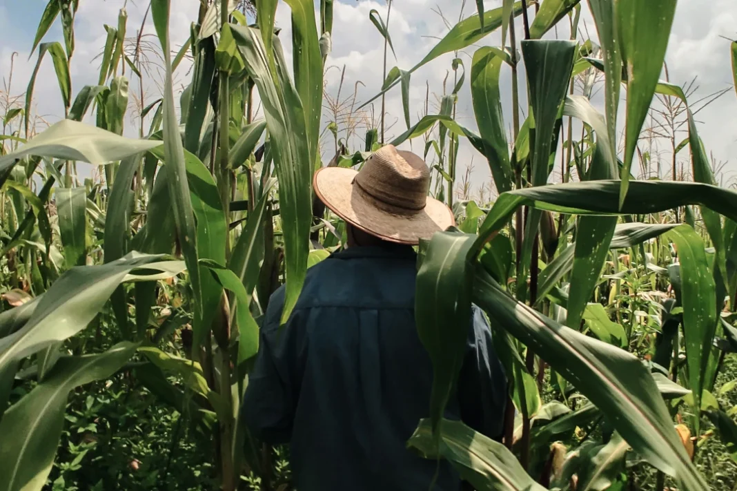 productores-trigo-maiz