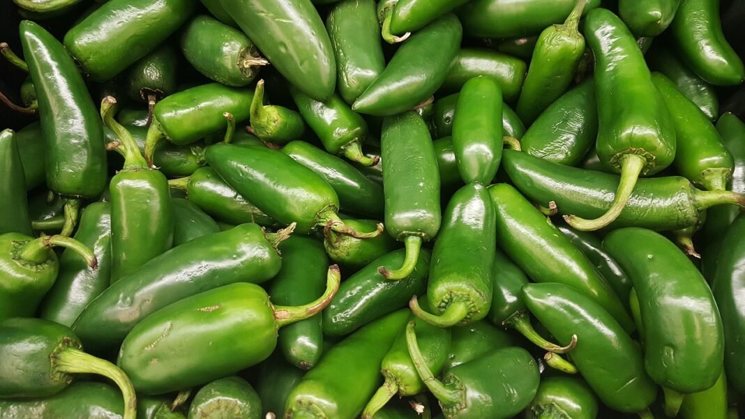 jalapeños, chili, peppers, hot, green, spicy, food, grocery, produce, mexican, scoville units, capsicum annuum, green food, green grocery, green groceries, chili, chili, chili, chili, chili, peppers, grocery, grocery