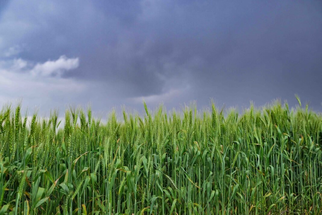 Green wheat field in Mau Narok, Kenya, under a dramatic stormy sky.