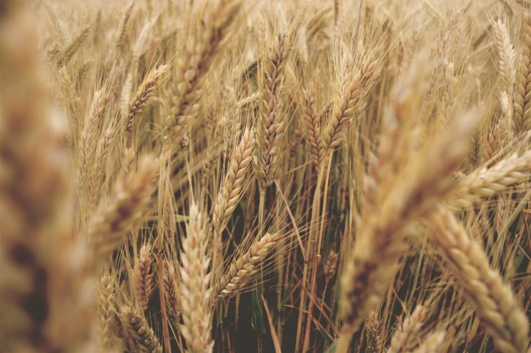 pexels-photo-540925-540925 A detailed close-up of golden wheat stalks swaying in a sunny field, conveying nature's rural beauty.