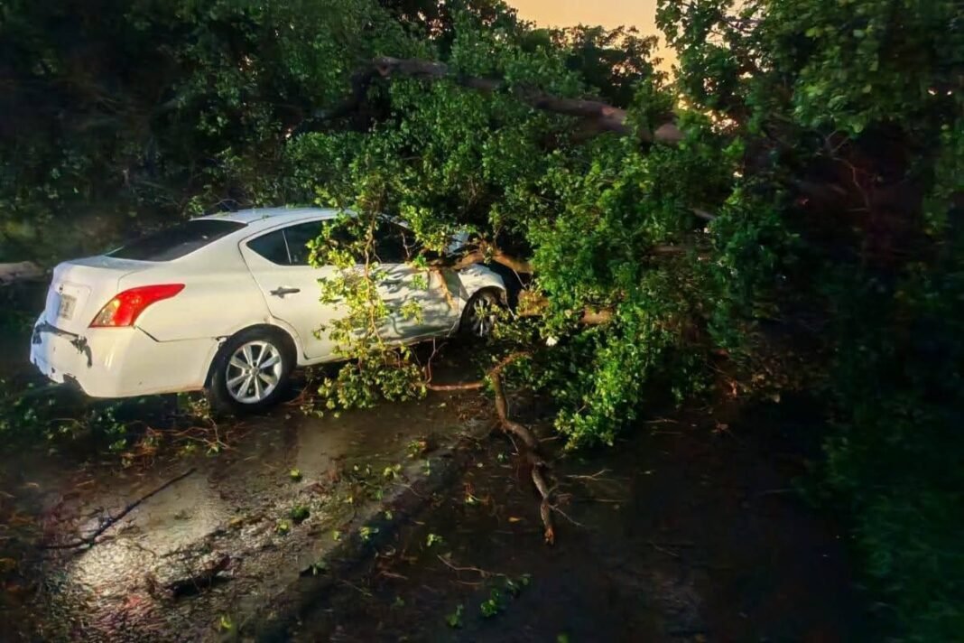 arbol-caido-carro